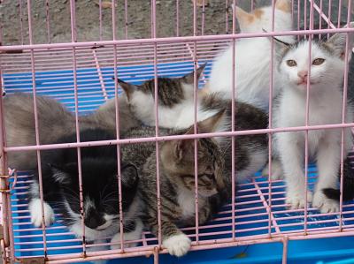 2025年9月 中国桂林旅行 花鳥市場 楢霞禅寺 祝聖寺