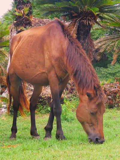 宮崎残暑12 都井岬 御崎馬-半野生馬 現在生息数-106頭 ☆管理は最低限/出会いも運次第