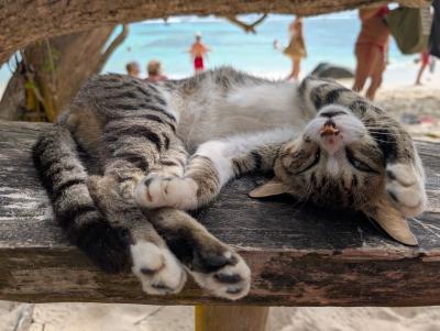 マイナーだけどオススメしたい!ガイドブックのない旅・セーシェル2【プララン島、ラ・ディーグ島編】