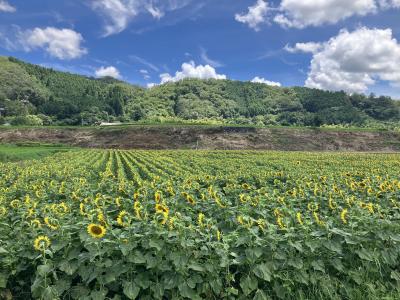 兵庫*南光ひまわり祭り＋有馬温泉 日帰り入浴(+福井*三方縄文博物館)＋五色塚古墳＋道の駅みき