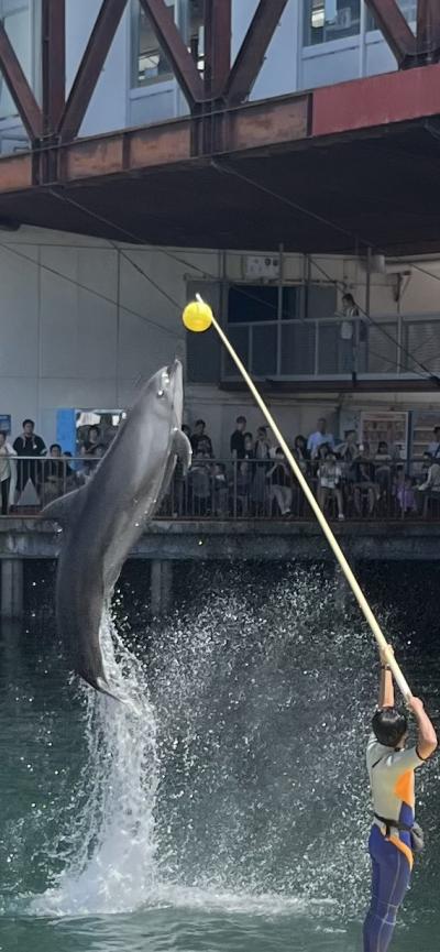 夏休み沼津3泊4日　静鉄ホテルプレジオ、KKRはまゆうに宿泊。らららサンビーチ,大瀬岬、三津シーパラ　後半