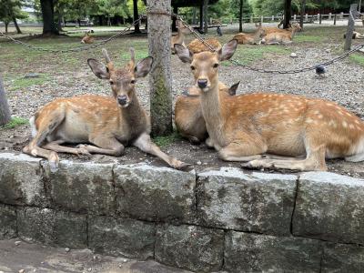 大阪と奈良の旅