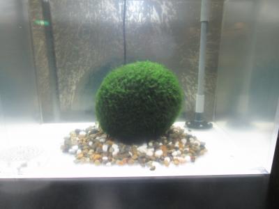 足まめ父母娘の北海道稚内・釧路3泊4日　後半の釧路