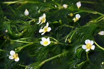 2025年9月滋賀・京都に観音を訪ねて~その2 長浜観音の里と醒ヶ井の梅花藻