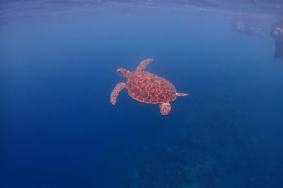 2025夏☆西表島5泊6日旅(4日目ボートシュノーケル&鳩間島)