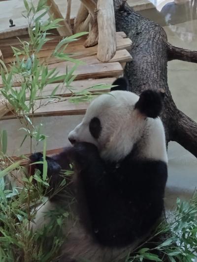 2025夏の中欧旅行記⑪(ウィーン観光1日目シェーンブルン宮殿)