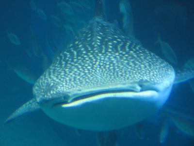 大阪府が好き!②完