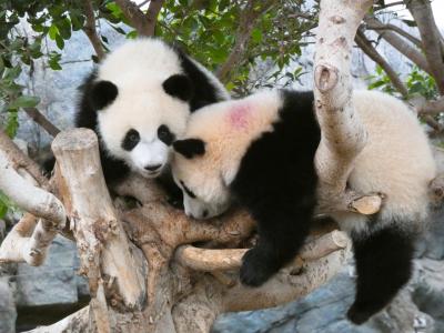 香港で双子パンダのお誕生日を祝って来た!‐香港旅行2日目‐