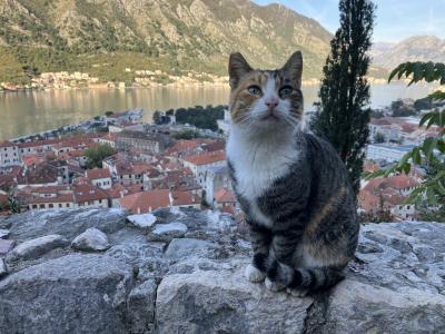 2024年11月:アドリア海周遊紀行⑤・モンテネグロ編(コトル→ポドゴリツァ)