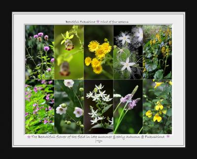 ◆福島・四季・彩々・Part130~残暑の候