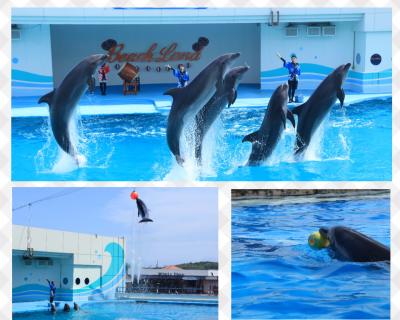 南知多ビーチランドで、涼を呼ぶ水しぶきショーを見て、賢いイルカくんに感動しました♪