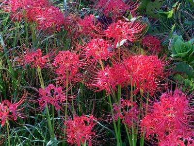 萩の茶屋で彼岸花を&#12316;港の駅めいつでランチを食べに