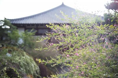 秋分の日に萩の寺へ