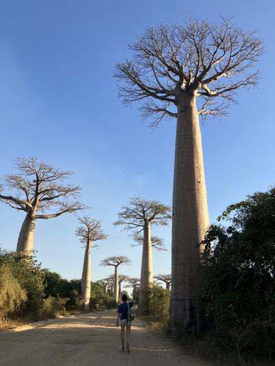30日間の7日目② 夕暮れのバオバブ