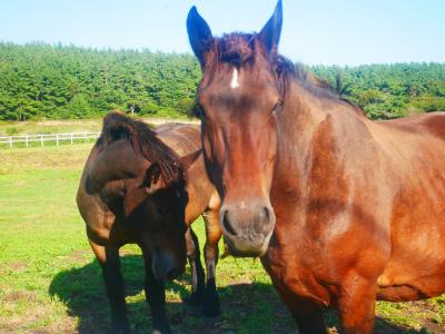 し〇やうま〇いく