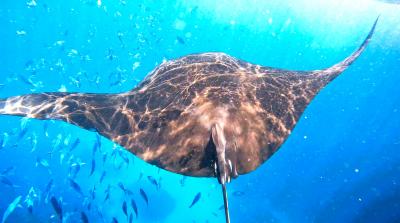 2025年9月 インドネシア③★ レンボンガン島編