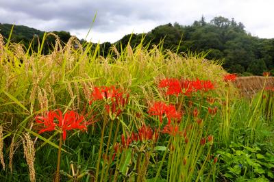 秋の秩父・彼岸花咲く寺坂棚田、そして4か所の札所歩き