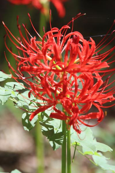 早川淵と御嶽山の彼岸花！