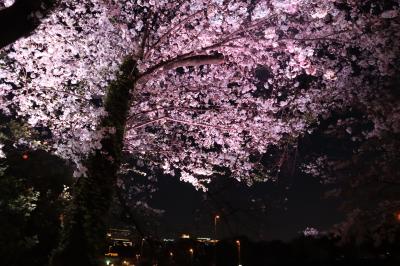 Tokyo Sakura Days
