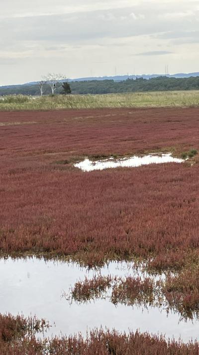 北海道の初秋は、さわやかで、さんご草は、早めでした。