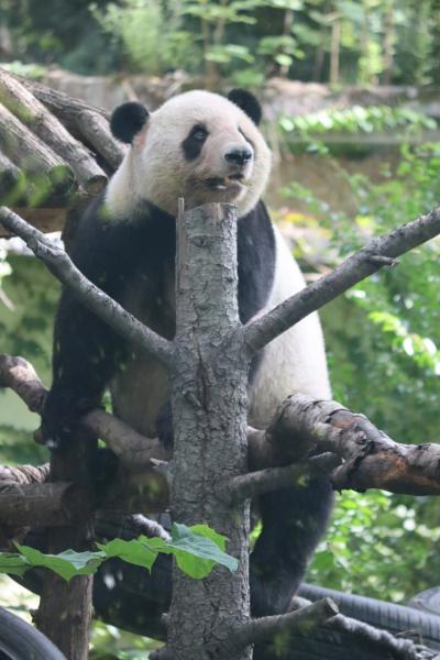 上海ディズニーに行く旅 4日目-1 上海動物園編