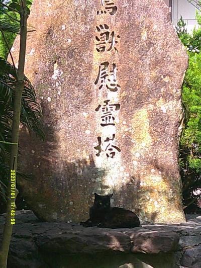 猫探し【愛媛】宇和島 編