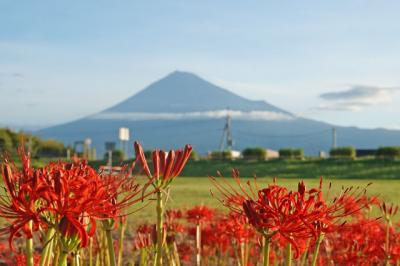 雁堤の彼岸花&コスモス 2025.09.22