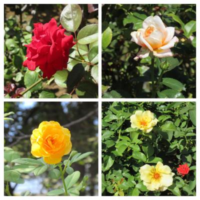 彼岸花とバラ①～円乗院・与野公園・餃子・文明堂・ソフトクリーム～2025年9月