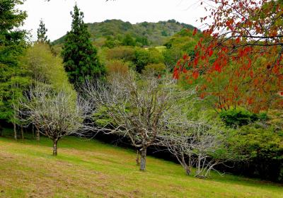 茶臼山(1415m)とサンパチェンス