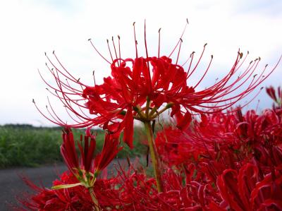 彼岸花とバラ②～荒川堤防の彼岸花・武蔵野うどん・舟和の巨峰ソフト・秋ヶ瀬公園・彩湖～2025年9月