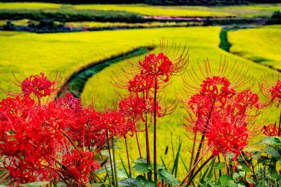 風の郷と田染の彼岸花　2025