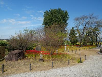 「恩林寺」のヒガンバナ_2025（2）_花芽がほぼ出揃って、２割くらい開花していました（邑楽町）