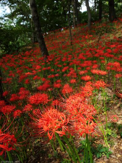 「境御嶽山自然の森公園」のヒガンバナ_2025（2）_赤も白も咲き揃って、満開でした（伊勢崎市）