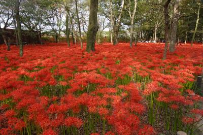 巾着田の曼殊沙華（彼岸花）2025　Red carpet in Kinchakuda Manjyushage Park