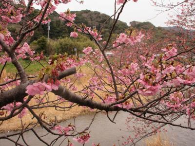 河津桜と雛のつるし飾り　１　ちょっと早かった桜詣で