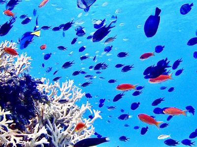 【タイさんの仕事探しの旅】那覇36日目。阿嘉島にシュノーケリンツアーで行きます。