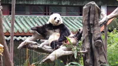 鳩蓮三昧広州游4:広州動物園でパンダ三昧