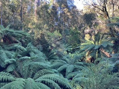 2025GW メルボルン08：ポートキャンベルからグレートオトウエイ国立公園を経てメルボルンに戻る