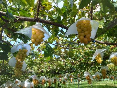 旅行体験記2025~須坂~3回目の長野、ぶどうやりんごなど果物栽培が盛んな都市でフルーツ絶景旅!