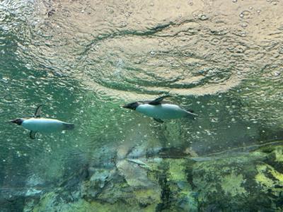 娘のバースディフライト＆旭山動物園へ、私は皆様石鹸銭湯も行くよ