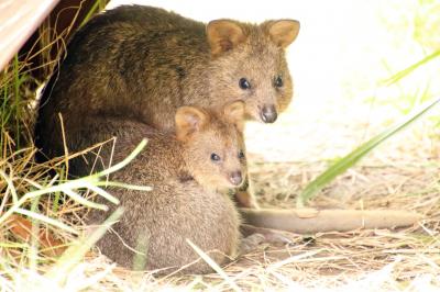 秋の夜長のナイトズーの埼玉こども動物自然公園2025（３）クオッカのチャメ母子～レッサーパンダのココロくん・リンちゃん～牛骨食べるヤブイヌ他