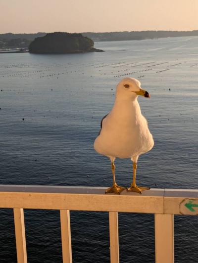 うみねこ がベランダにくるホテル観洋の素晴らしい朝陽と震災を風化させないバスに乗る