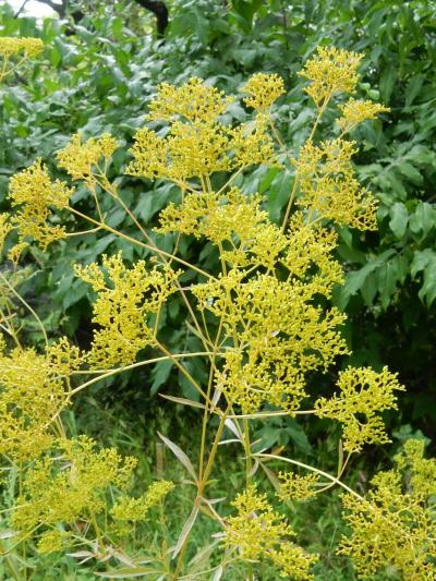 「　向島百花園　秋をさがしに　　ぶらり　さんぽ　」2025