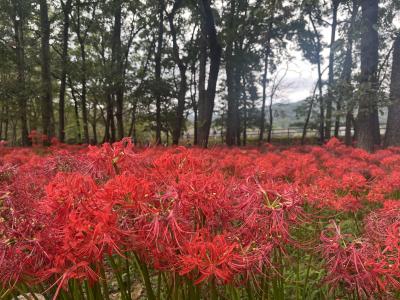 曼珠沙華の里 ひだか『巾着田(きんちゃくだ)』へ