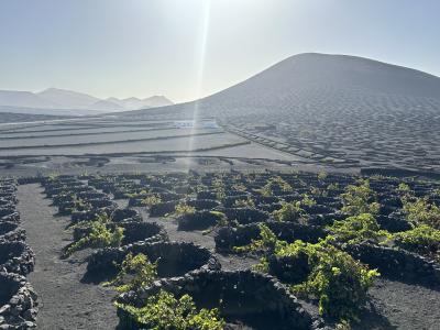 地の果て感たっぷり スペインカナリア諸島9 火山地帯にあるワイナリー