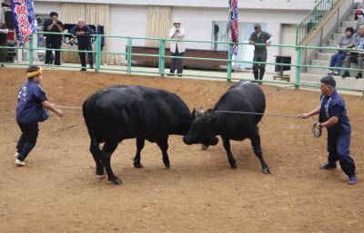 JAL直行便で隠岐の旅・・隠岐モーモードームで牛突き見学、浄土ヶ浦海岸・白島展望台を訪ねます。