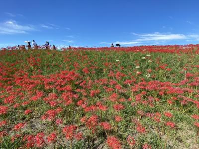 名鉄ハイキング 彼岸花と南吉ゆかりの地「半田探訪ウォーク」コース