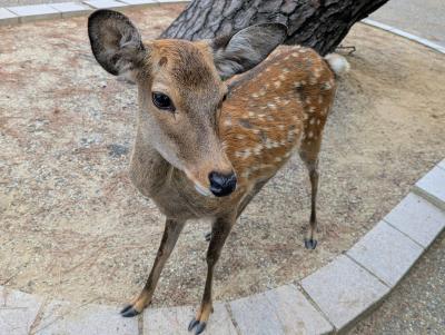 2025年10月　関西旅行二泊三日①♪奈良公園♪東大寺♪京都宇治♪平等院鳳凰堂♪OMO関西空港