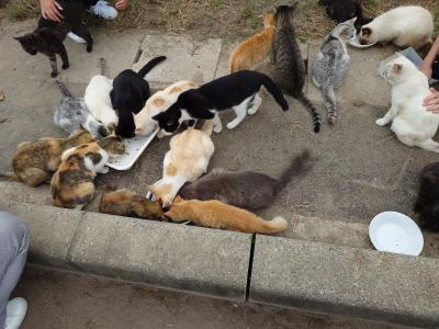 2025年10月 広島県旅行 ダイワロイネットホテル福山泊 走島の猫ちゃん 入船山記念館 鞆の浦