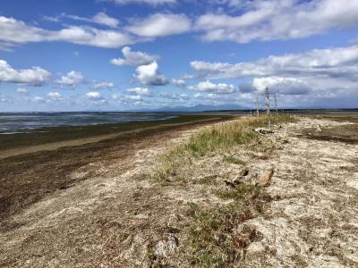 根室半島の初旅2025 その③ ; 野付半島トドワラを歩く サンゴソウ発見 エゾシカの親子は食事中